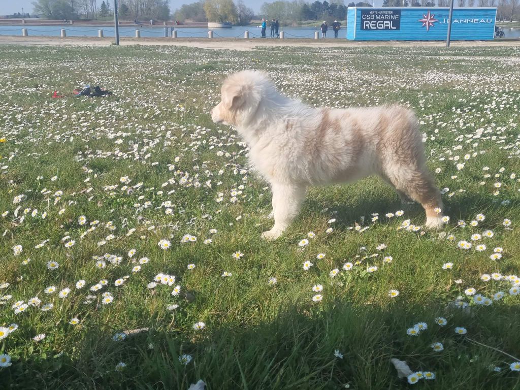 Du Coeur De Loumay - Chiots disponibles - Berger Australien